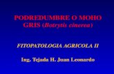 PODREDUMBRE O MOHO GRIS (Botrytis cinerea) FITOPATOLOGIA AGRICOLA II Ing. Tejada H. Juan Leonardo.