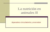 La nutrición en animales II Aparatos circulatorio y excretor.