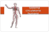 Sistema circulatorio humano. El aparato circulatorio Es la estructura anatómica que comprende conjuntamente tanto al sistema cardiovascular que conduce.