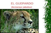 EL GUEPARDO (Acinonyx jabatus).  Quién es y Dónde vive El guepardo (Acinonyx jubatus), también llamado chita (del inglés cheetah'), es un miembro atípico.