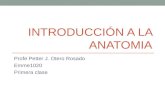 INTRODUCCIÓN A LA ANATOMIA Profe Petter J. Otero Rosado Emme1020 Primera clase.