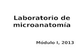Laboratorio de microanatomía Módulo I, 2013. Tejido epitelial Clasificación, características y localización.