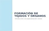 FORMACIÓN DE TEJIDOS Y ÓRGANOS Introducción a la especialización celular.