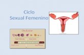 Ciclo Sexual Femenino:. CICLO SEXUAL FEMENINO: El ciclo ovárico, que consiste en la maduración de un folículo y expulsión de un ovocito. El ciclo.