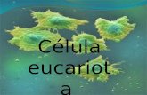La Célula Eucarionte DEFINICION : Son organismos vivientes compuestos por una o mas células con un núcleo y un citoplasma distinguible. ETIMOLOGIA: Proviene.