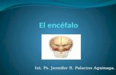 Int. Ps. Jennifer R. Palacios Aguinaga.. El Encéfalo El encéfalo es la masa nerviosa contenida dentro del cráneo. Está envuelta por las meninges, que.