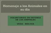 VOLUNTARIOS EN DEFENSA DE LOS ANIMALES VEDA - BOLIVIA.