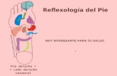 Pie derecho = = Lado derecho corporal Reflexología del Pie MUY INTERESANTE PARA TU SALUD. Presentación de este PPS.