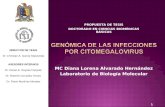 1 1 MC Diana Lorena Alvarado Hernández Laboratorio de Biología Molecular PROPUESTA DE TESIS DOCTORADO EN CIENCIAS BIOMÉDICAS BÁSICAS DIRECTOR DE TESIS.