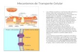Mecanismos de Transporte Celular Las células requieren nutrientes del exterior y deben eliminar sustancias de desecho procedentes del metabolismo y mantener.