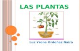 L AS P LANTAS Luz Yrene Ordoñez Naira D EFINICIÓN Las plantas son orgánismos vivos que contienen clorofila y producen su propio alimento.