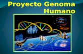 INDICE 1-¿Qué es el genoma humano? 2-Tipos de secuencias de ADN. 3-Origen del proyecto genoma humano. 4-¿Qué esperamos del proyecto genoma humano? 5-Ventajas.