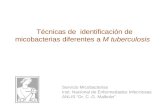 Técnicas de identificación de micobacterias diferentes a M tuberculosis Servicio Micobacterias Inst. Nacional de Enfermedades Infecciosas ANLIS “Dr. C.