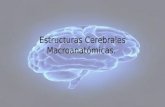 Estructuras Cerebrales Macroanatómicas.. Principales estructuras cerebrales.