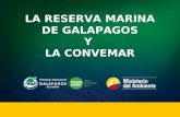 LA RESERVA MARINA DE GALAPAGOS Y LA CONVEMAR. 40 Millas Línea Base Extensión: 133.000 Km².
