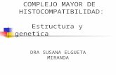 COMPLEJO MAYOR DE HISTOCOMPATIBILIDAD: Estructura y genetica DRA SUSANA ELGUETA MIRANDA.