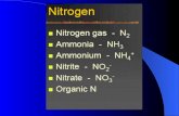 Nitrogen fixation Como se forman los nódulos  Flavonoides se liberan de las raíces  Se establece comunicación con bacterias  Activación.