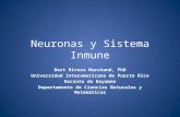 Neuronas y Sistema Inmune Bert Rivera Marchand, PhD Universidad Interamericana de Puerto Rico Recinto de Bayamón Departamento de Ciencias Naturales y Matemáticas.