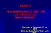 TEMA 6 “LA REPRODUCCIÓN: DE LA CÉLULA AL ORGANISMO” Biología y Geología 4º de ESO Colegio Salesiano “San Luís Rey” Palma del Río.