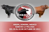 El Seminario BRANGUS 2011 pretende reunir a los productores de ganado Brangus de registro, comercial y aspirantes a Inspectores para la certificación.