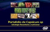 Portafolio de Capsicum sp Estrategia fitosanitaria y nutricional.