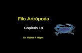 Filo Artrópoda Capítulo 18 Dr. Robert J. Mayer.