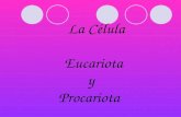 La Célula Eucariota y Procariota. ¿Qué es una célula eucariota? Se denomina eucariotas a todas las células que tienen su material hereditario fundamental.