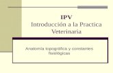 IPV Introducción a la Practica Veterinaria Anatomía topográfica y constantes fisiológicas.