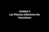 Unidad 4 Las Plantas Inferiores No Vasculares. 4.1 CARACTERÍSTICAS GENERALES, MORFOLOGÍA Y CICLOS DE VIDA 4.2 DIVISION BRYOPHYTA.