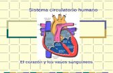 Sistema circulatorio humano El corazón y los vasos sanguíneos.