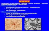 Acompañante de las neuronas. Protección y sostén metabólico y mecánico. Impregnaciones argénticas y aúricas (Cajal)  Sistema nervioso central:  Neuroglía.