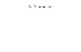6. Floración. 6.1. Desarrollo floral Estímulo floral Evocación floral Desarrollo floral Eventos que ocurren en el ápice.