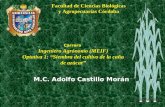 M.C. Adolfo Castillo Morán Facultad de Ciencias Biológicas y Agropecuarias Córdoba Carrera Ingeniero Agrónomo (MEIF) Optativa 1: “Siembra del cultivo de.