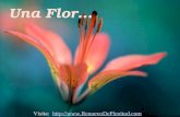 Una Flor… Visita: ://.