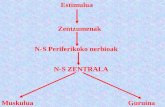 Estimulua Zentzumenak N-S Periferikoko nerbioak N-S ZENTRALA MuskuluaGuruina.