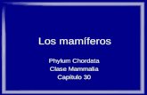 Los mamíferos Phylum Chordata Clase Mammalia Capítulo 30.