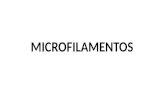 MICROFILAMENTOS. . MICROFILAMENTOS. Los microfilamentos también llamados filamentos de actina son fibras sólidas (no huecas) y flexibles de unos 7 nm.