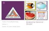 + Anatomía General Ocular Trabajo Final Oftalmología Equipo 1 Asesor: Dr. Juan Carlos Cantú.
