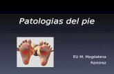 Patologias del pie EU M. Magdalena Ramirez. El pie corresponde a un órgano extremadamente complejo: 26 huesos, todos ellos relacionados con tantas articulaciones.