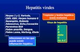 Hepatitis virales Herpes 1 y 2, Varicela, CMV, EBV, Herpes humano 6 Sarampión, Rubeola Adenovirus, Echo,Coxsackie Parvovirus B19 Fiebre amarilla, Dengue,