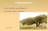 TABAQUILLO POLYLEPIS AUSTRALIS Escuela Padre Liqueno Alicia Gastellu.