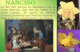 NARCISO La flor del narciso se identifica con el joven Narciso, hijo del río Cefiso y la ninfa Liríope. Al nacer, el adivino Tiresias profetizó que Narciso.