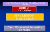 UNIVERSIDAD PERUANA DE INTEGRACION GLOBAL EXPRESIÓN GENÉTICA Blgo. César Abel Sebastián Gonzáles CURSO: BIOLOGIA.
