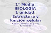 1° Medio BIOLOGÍA 1 unidad: Estructura y función celular Célula, estructura y sus funciones.