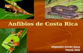 Anfibios de Costa Rica Alejandro Durán Apuy Fauna 2011.