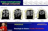 Origen (cladogénesis): Biología comparada Homología de dientes: Familia Hominidae Homología de dientes: Familia Hominidae ______________________________.