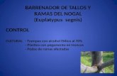BARRENADOR DE TALLOS Y RAMAS DEL NOGAL (Euplatypus segnis) CONTROL CULTURAL - Trampas con alcohol Etilico al 70% - Plastico con pegamento en troncos -