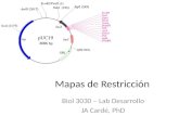 Mapas de Restricción Biol 3030 – Lab Desarrollo JA Cardé, PhD.