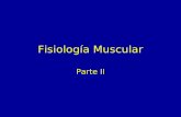 Fisiología Muscular Parte II. Proteínas Musculares Las Miofibrillas se componen de tres tipos de proteínas –Proteínas contráctiles Generan la fuerza.