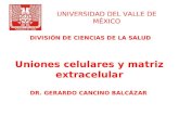 UNIVERSIDAD DEL VALLE DE MÉXICO Uniones celulares y matriz extracelular DR. GERARDO CANCINO BALCÁZAR DIVISIÓN DE CIENCIAS DE LA SALUD.